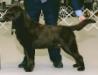 BISS AM GCH CAN CH Highcaliber Labradale Expresso