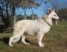  Ginko z Blatenskych Luk