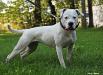 Bingen Bulldogs Wild Turkey