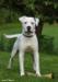 Bingen Bulldogs Jim Beam