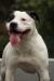 Williamsons Tullamore Dew of Bingen Bulldogs