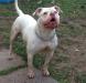 PlayGround Bullies/MoJo's White Lightning of Weldons