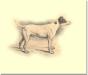 Nimrod (Mr. Rawdon B. Lee's) (Buffer x Riot)