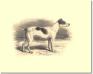 Sans Peur (Mr. E. M. Southwell's) 'Scamp x Lotes'