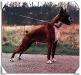LUX CH WJW-93 Quatro Van Krato's Hof