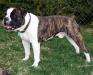 Jacob Marley of Timpanogos Bulldogges