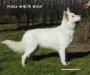 2XBOB, CAC, R.CACIB Furia White Wolf