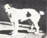 <span style="color: darkred">ENG CH</span> Pincher 'by Old Tip'