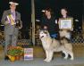 BISS, INTL-MBIS, GCH Ch Banshee's Reign Supreme