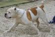 arke bull's fiona