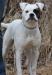 Southside Bulldogs Abina