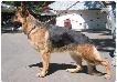 JHK ROMANIA SIEGER Tasko von Uferwald