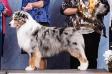 HOF GCH AKC/ASCA CH Hearthside's Ready Set Go!