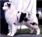 HOF AKC/ASCA CH Hearthside Made Ya Look