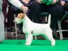 Crufts Vet Winner, European Vet Winner, CIB, BIS, Multi Ch Kanix 2 Much Gossip