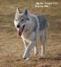 Alaska Amant Gris
