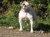 Demoniac Team Lil Kim of South Star Kennel's