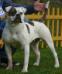 Dailey's Fergie of Demoniac Team  PH-0.30/0.30