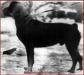  BENIAMINO 1949 (rottweiler)