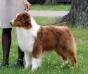 AKC CH Thornapple Code Red