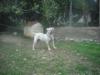 mr bull's bimba