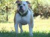 Nielsen's Missy Prissy