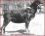  Urma (Rottweiler) 1950