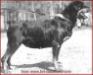Urma (Rottweiler) 1950