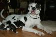 Martens' Bull's Brutus