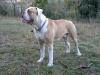 Nitrobull's Kael of Massimo's Yard