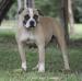 Vick King Bulldog