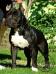 Harley Black Boy Blood Diamond of Mirza