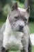 Hana Fatal Beauty Blood Diamond of Mirza