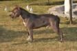 Toto Blue Boy Blood Diamond of MIrza