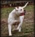 Chasteen's White Knight aka Duke