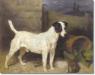 Bowstring (Mr. C. T. Abbott's) Turk x Vexer