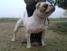 Gangsta's Bulldogs Damien