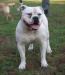 Gangsta's Bulldogs Shermann