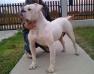 Ricardo Bulldogs Mandy of DT