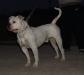 Gangsta's Bulldogs Faust