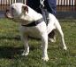 Gangsta's Bulldogs Mon Cherie