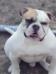 Gangsta's Bulldogs Big Cheef.