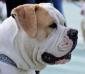 Gangsta's Bulldogs Navigator Jr.