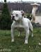 Gangsta's Bulldogs Symba