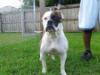 Diamond of hercules bulldogs llc