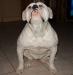 Gangsta's Bulldogs White Demon of Hardybullykennel's