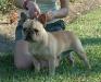 Bandog's Without A Doubt <span style="color: darkblue">CGC</span>