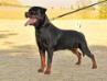 JeRonimo  De la Corte Canina