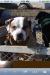 Inman's Crown Royal of Blocky Bulldogs