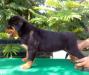 FireFury's Rocky